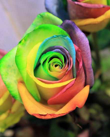多色玫瑰拼凑出的色彩唯美玫瑰花图片