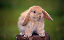  唯美可爱萌宠兔子电脑壁纸图片