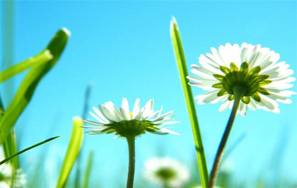 菊花电脑壁纸大全