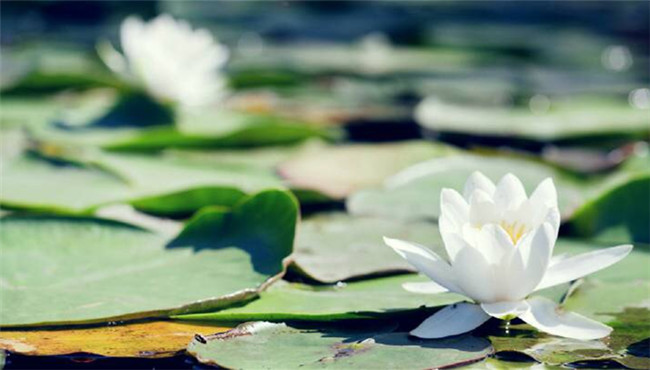 电脑壁纸：生命本是一树花开