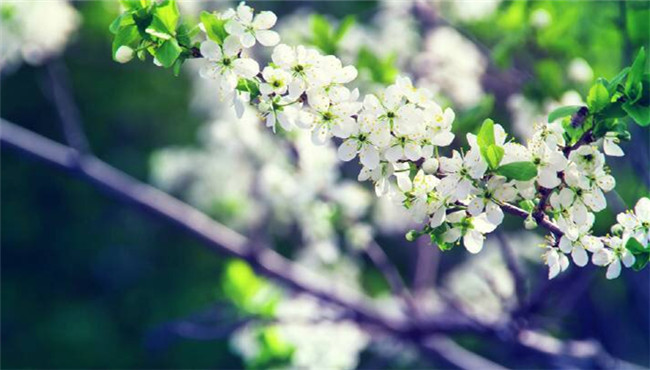 电脑壁纸：生命本是一树花开