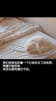  唯美图片可爱个性创意带字萌宠猫咪iphone手机壁纸唯美