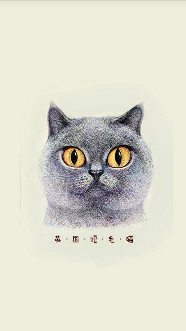 高清萌猫手机壁纸