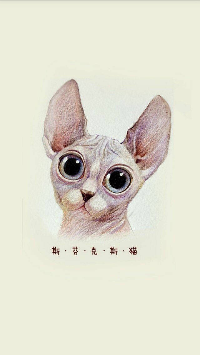 高清萌猫手机壁纸