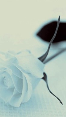  白玫瑰的爱情手机图片分享
