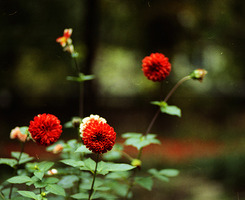 陌上花开，缓缓归矣