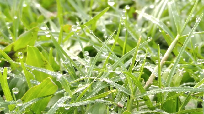 雨珠绿草背景图片素材 素彩图片大全