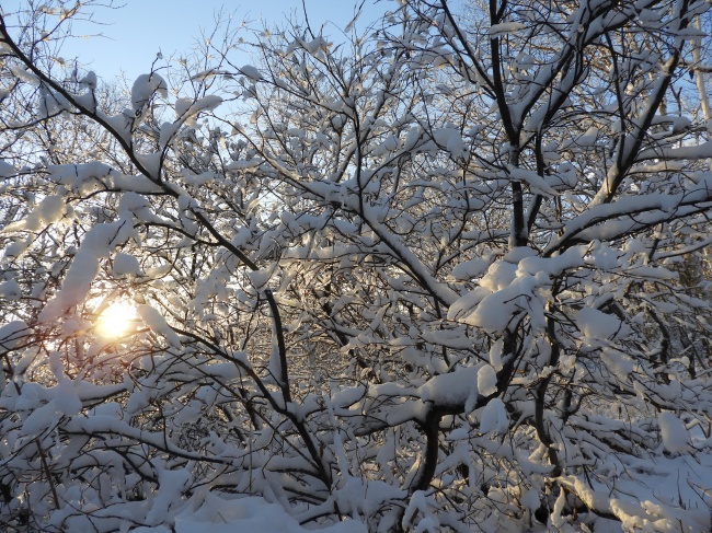 清晨树木枝干积雪高清图 素彩图片大全