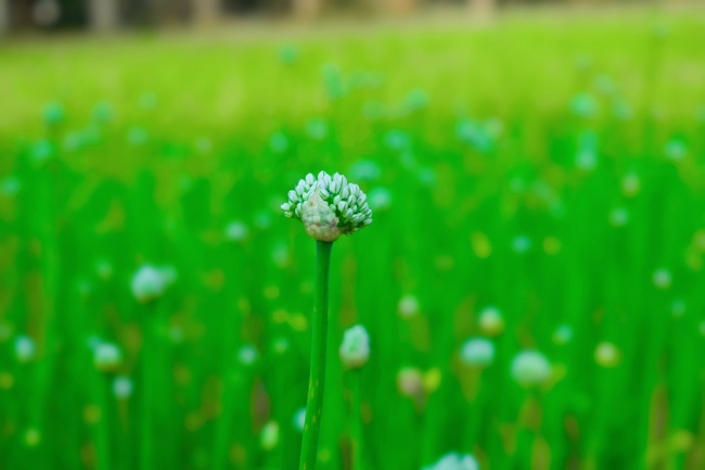 绿色桌面植物背景图片素材 素彩图片大全