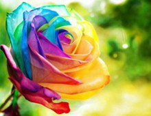  爱你，拼凑出的色彩——多色玫瑰图片