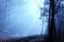  森系意境幽静森林浓雾弥漫的唯美图片