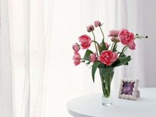  清新意境姹紫嫣红lomo花朵的唯美图片