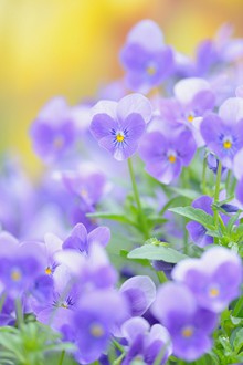  紫色的诱惑 唯美意境清新花朵图片