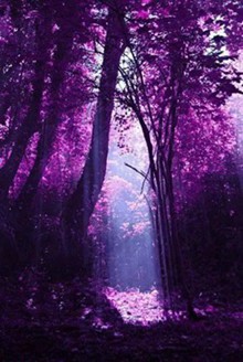  紫色美景唯美图片欣赏