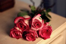  情人节趴上的玫瑰花花朵唯美图片