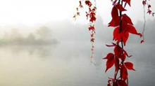  江对岸枫叶早已红了唯美风景图片