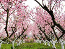  梅花香自苦寒来唯美风景图片