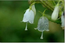  淋雨后花朵会变透明化的真实植物