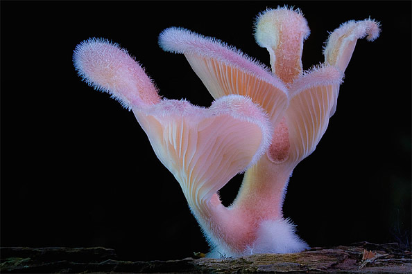 爱上了这样的“菌子”。晃眼！！！图片