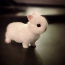  可爱图片：萌哒哒的小兔子~~~图片