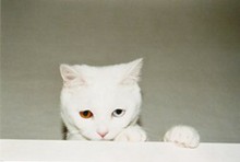  【美图】猫样的优雅图片