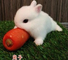 唯美图片可爱的萌兔子超萌动物可爱
