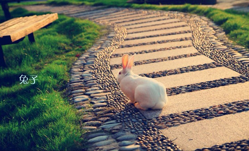 唯美图片可爱的萌兔子超萌动物可爱