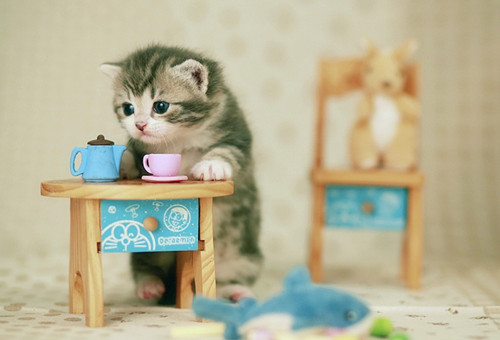 超萌的茶杯小猫咪图片