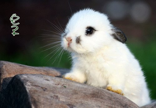 唯美图片可爱的萌兔子超萌动物可爱