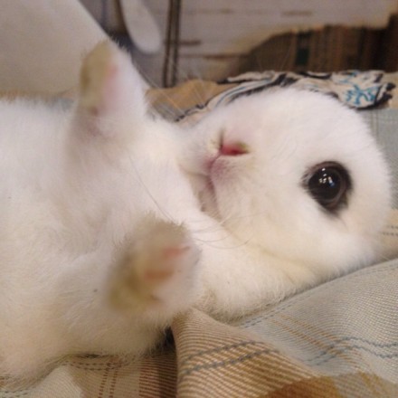 可爱图片：萌哒哒的小兔子~~~图片