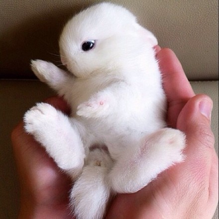 可爱图片：萌哒哒的小兔子~~~图片