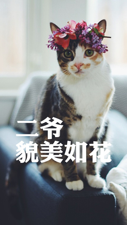 猫咪图片唯美文字图片