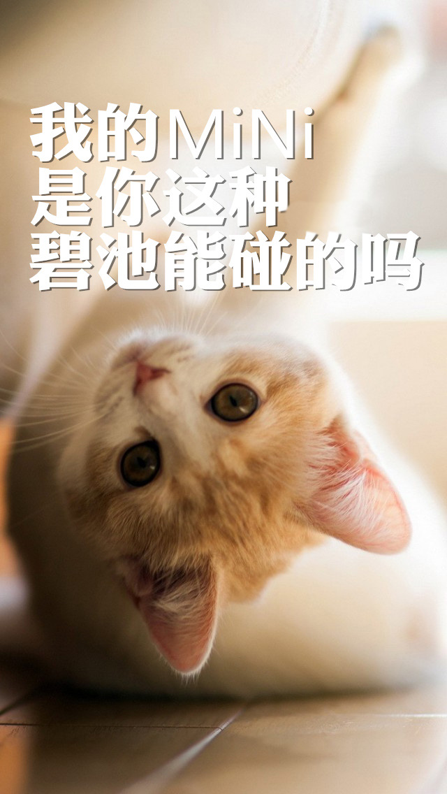 唯美图片带字的唯美可爱猫咪萌系纯净可爱