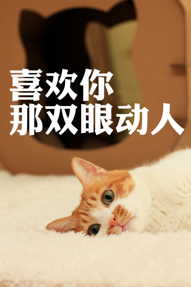 唯美图片带字的唯美可爱猫咪萌系纯净可爱