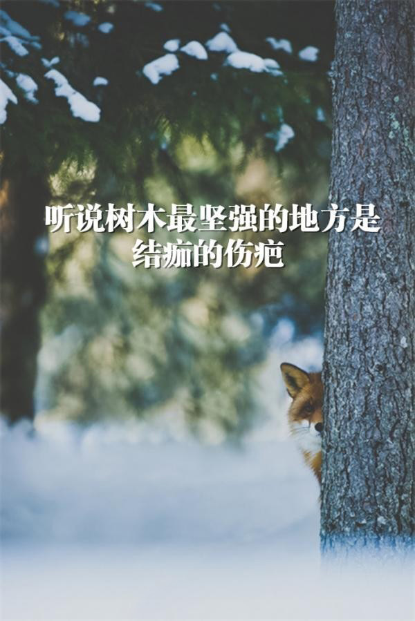 唯美图片带字的唯美可爱猫咪萌系纯净可爱