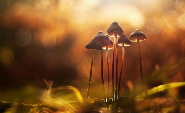 唯美小清新野生蘑菇图片