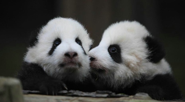  黑白熊猫的可爱