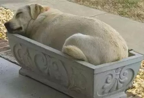  可爱狗狗睡眠图片