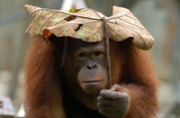  大自然中的庇佑伞
