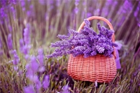  普罗旺斯紫色的薰衣草花海世界