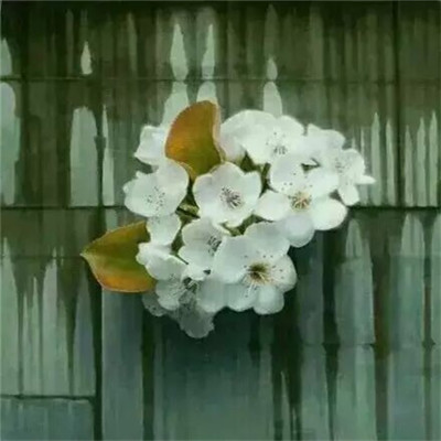 唯美花朵图片：蕴含希望的花儿