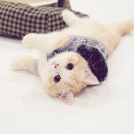 可爱猫咪图片：萌萌的小奶猫