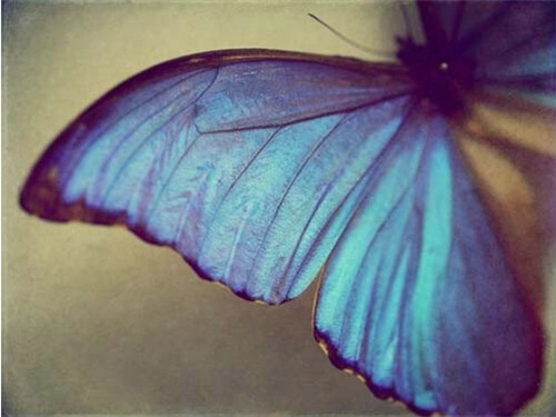 蝴蝶眨几次眼睛 才学会飞行