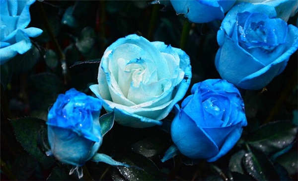 天空般的蓝蓝色妖姬 鲜花唯美摄影图片