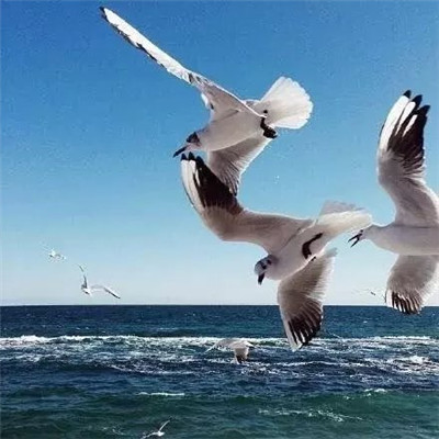 小清新图片：群鸟飞翔在海面上空