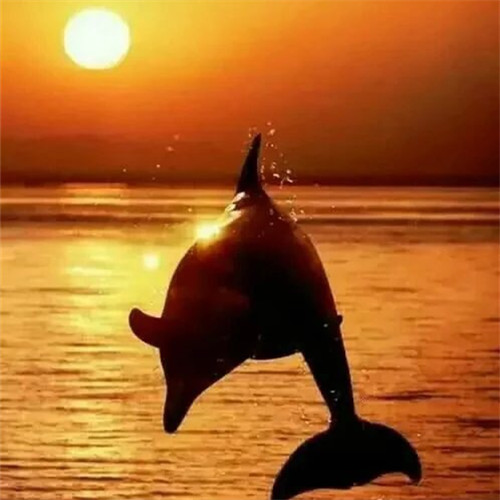 海豚意境图片：海豚从眼前飞过