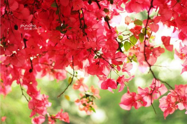 芬芳过往，岁月静好 花朵唯美图片