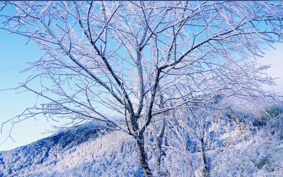 冬天森林雪景图片