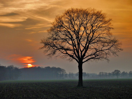 阳光之下，唯美大树