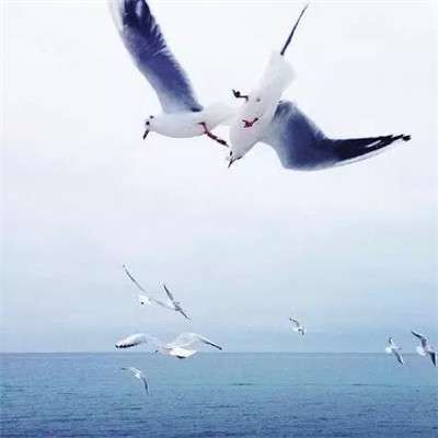 小清新图片：群鸟飞翔在海面上空